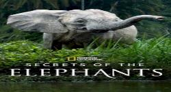 Secrets of the Elephants 1. Sezon 2. Bölüm türkçe altyazılı hd izle